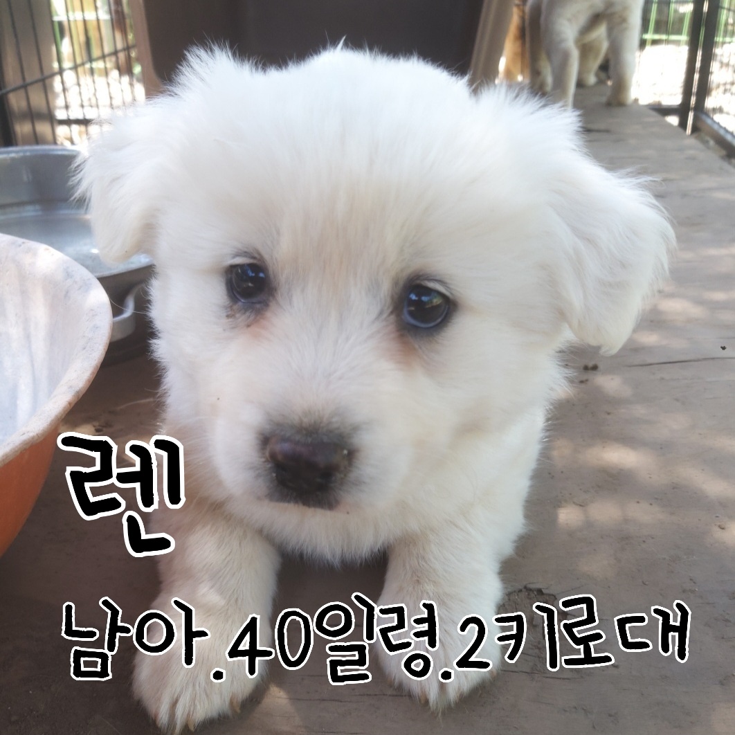 믹스견 이미지 파일 입니다.